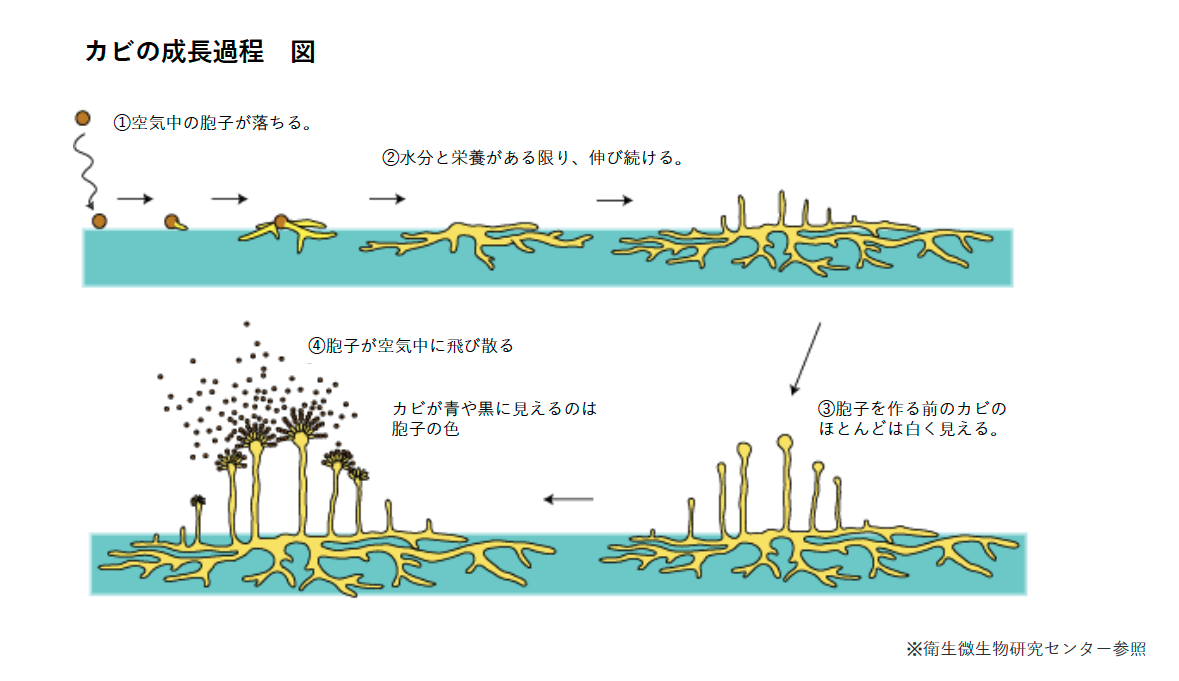 カビの成長過程